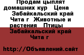 Продам цыплят домашних кур › Цена ­ 70 - Забайкальский край, Чита г. Животные и растения » Птицы   . Забайкальский край,Чита г.